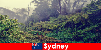 Meneroka Sydney Australia ke dalam dunia taman negara yang mengagumkan