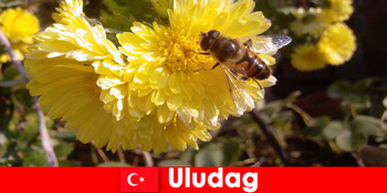 Temui fauna dan flora yang indah di Uludag Turki