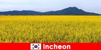 Percutian alam semula jadi Incheon Korea Selatan untuk pencinta antara flora dan fauna