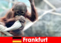 Percutian keluarga Frankfurt di zoo kedua tertua di Jerman